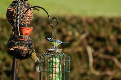 Great tit sitting on a bird feeder in a garden with hedging