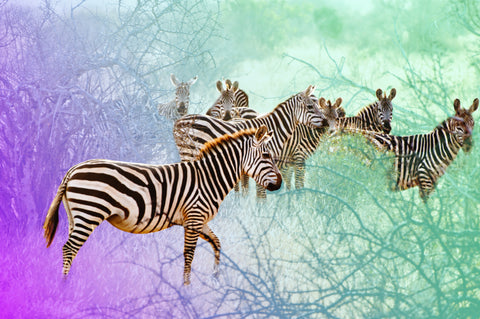 How did the zebra get its stripes. A group of zebra with a surreal background. 