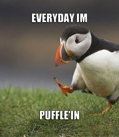 Everyday I'm Puffle'in Atlantic Puffin Meme