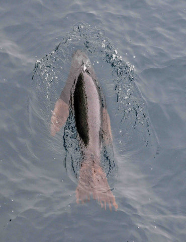 Diving Sealion. Pinniped species offshore Sakhalin