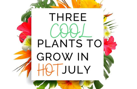 Three cool plants to grow in hot July