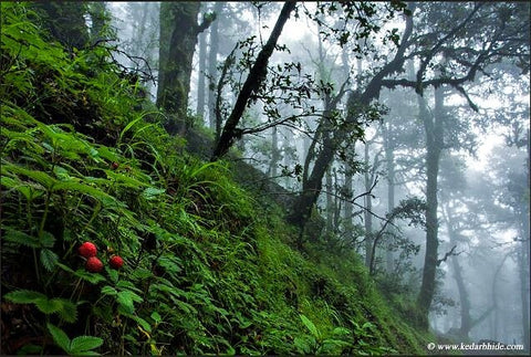 Wild strawberries