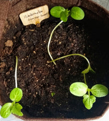 Organic watermelon seeds sprouting in grow bag.