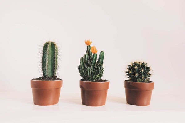 The cacti growing in pots