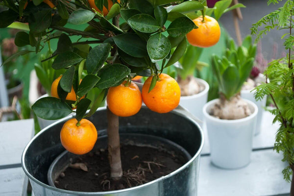 Ornge tree growing in container