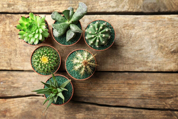 Succulents growing in pots on a table