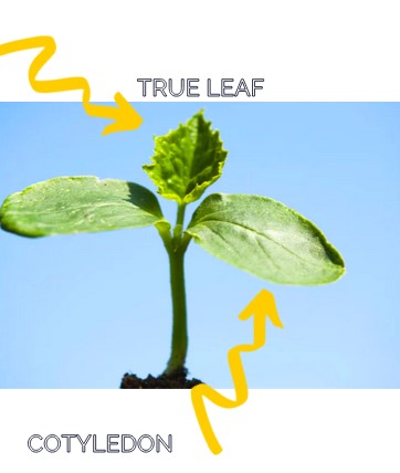 Image of first true leaf on a plant. Rounded leaves are baby leaves. The first true leaves will have textured edges. 