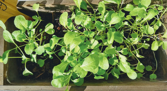 Organic Arugula Indoor Garden Kit (MultiOrder)