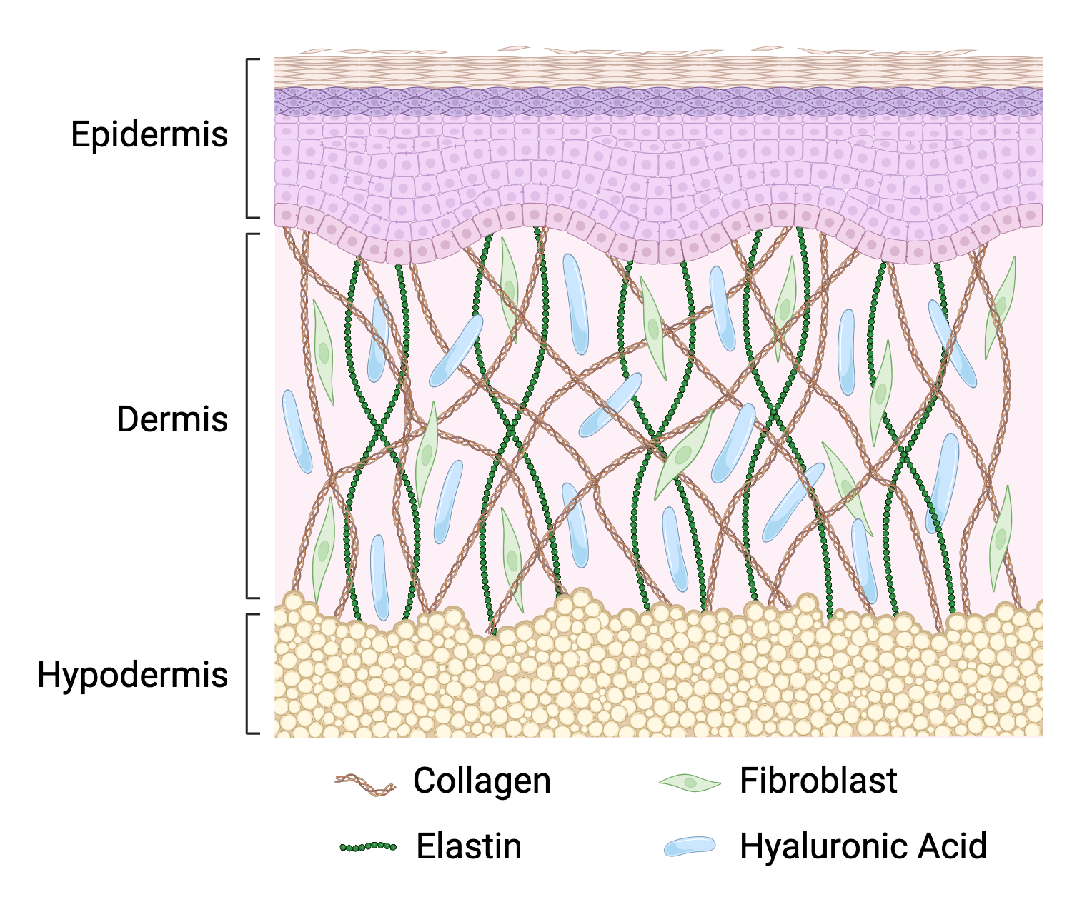 Collagen in the dermis of the skin