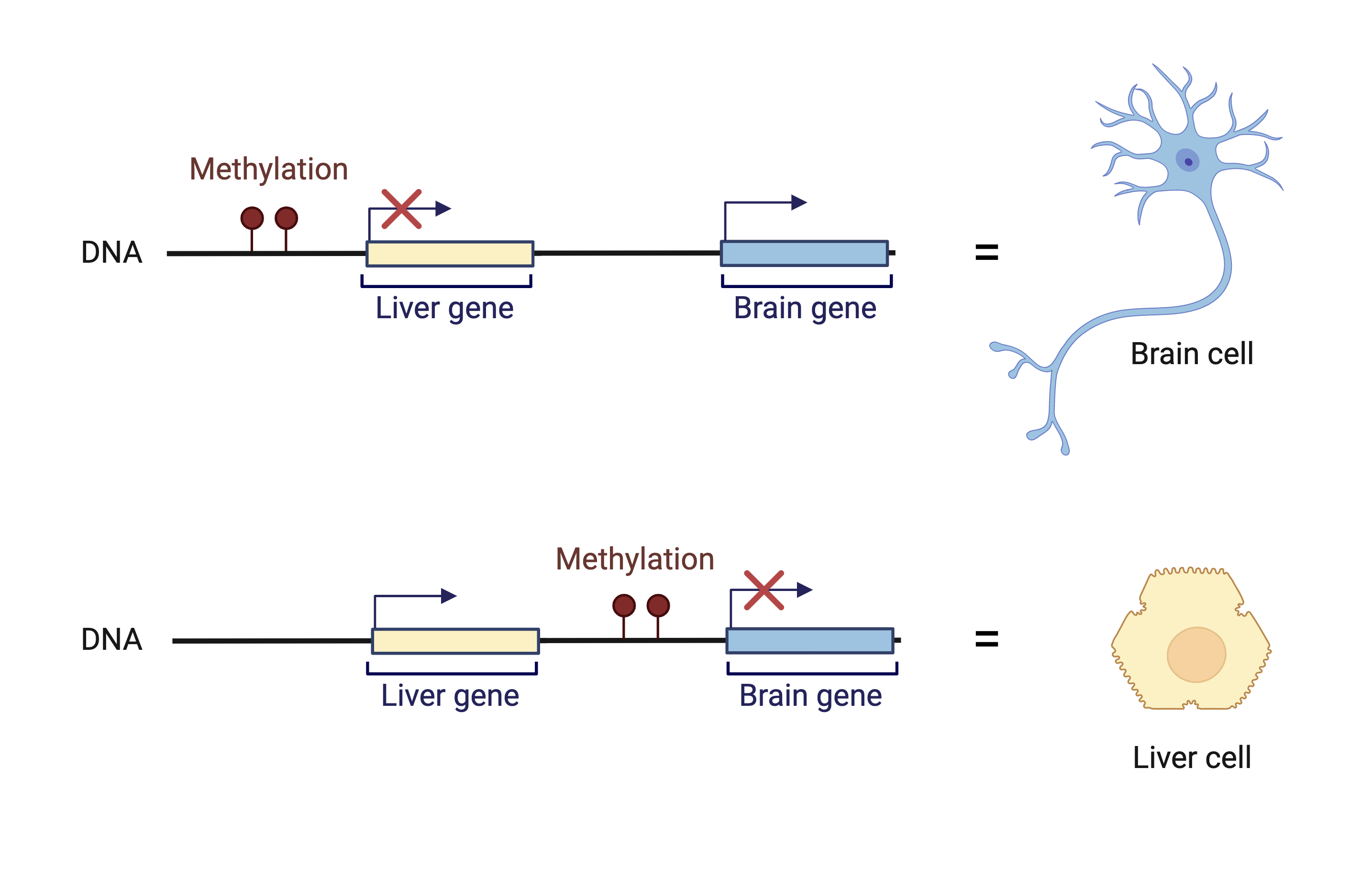 epigenetic regulation of gene expression
