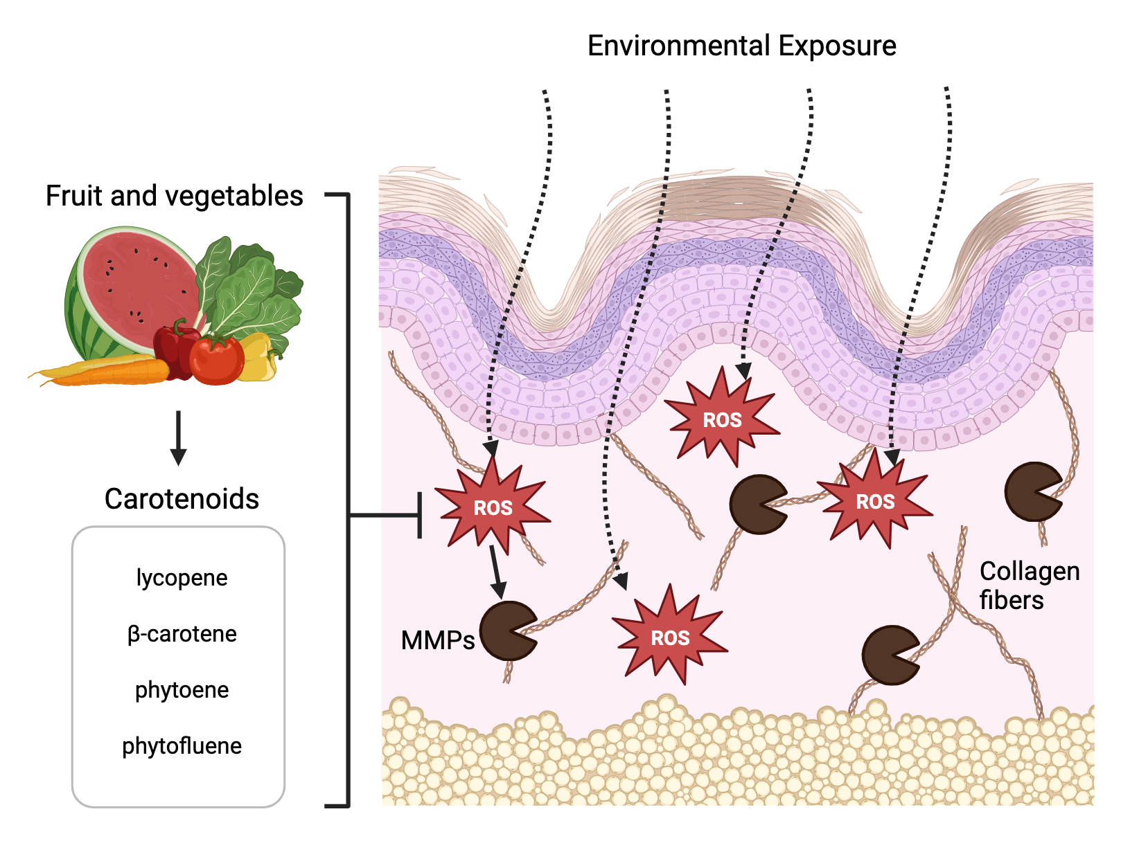 carotenoids and skin health