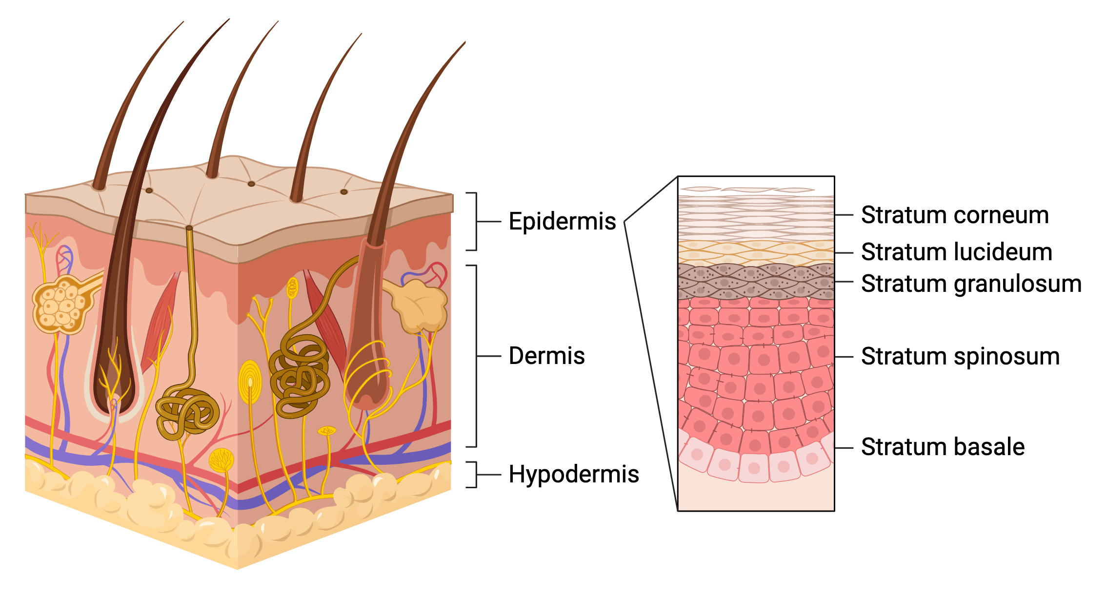 Epidermal layers