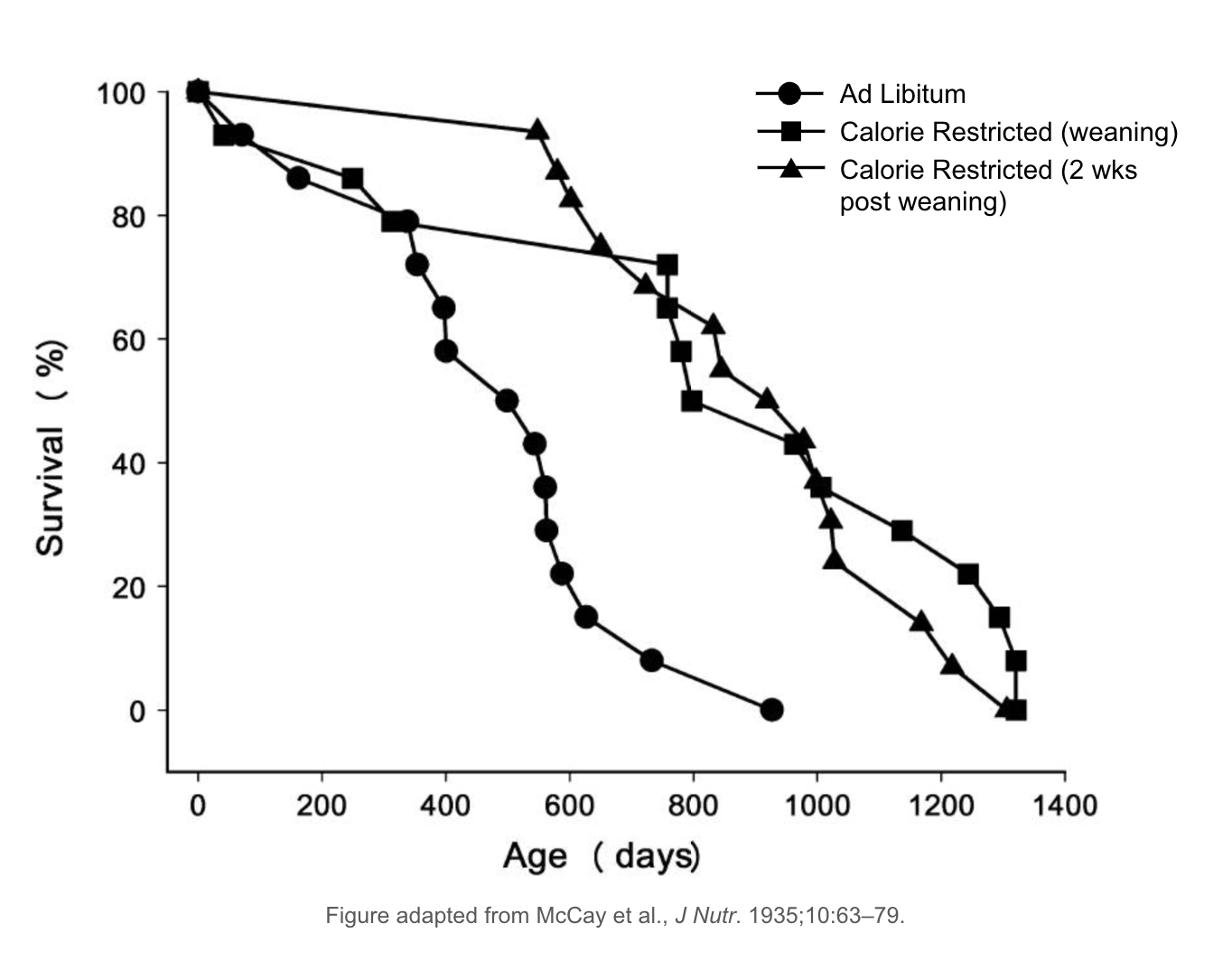 McCay calorie restriction study