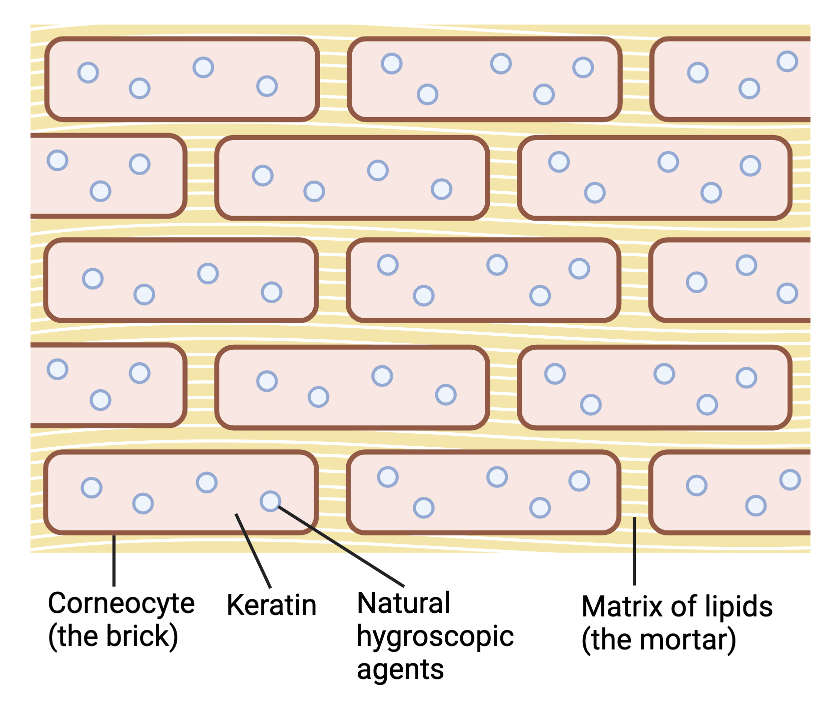 the stratum corneum structure