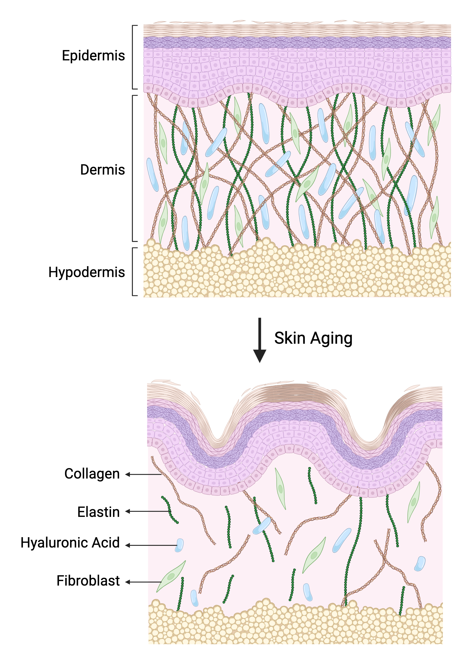 skin aging