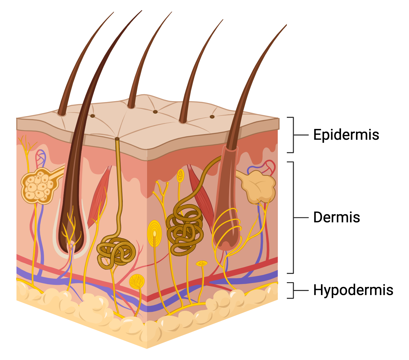 three layers of skin