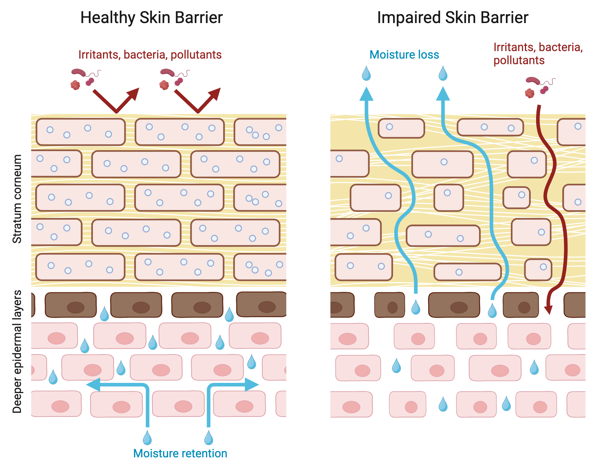 healthy versus impaired skin barrier