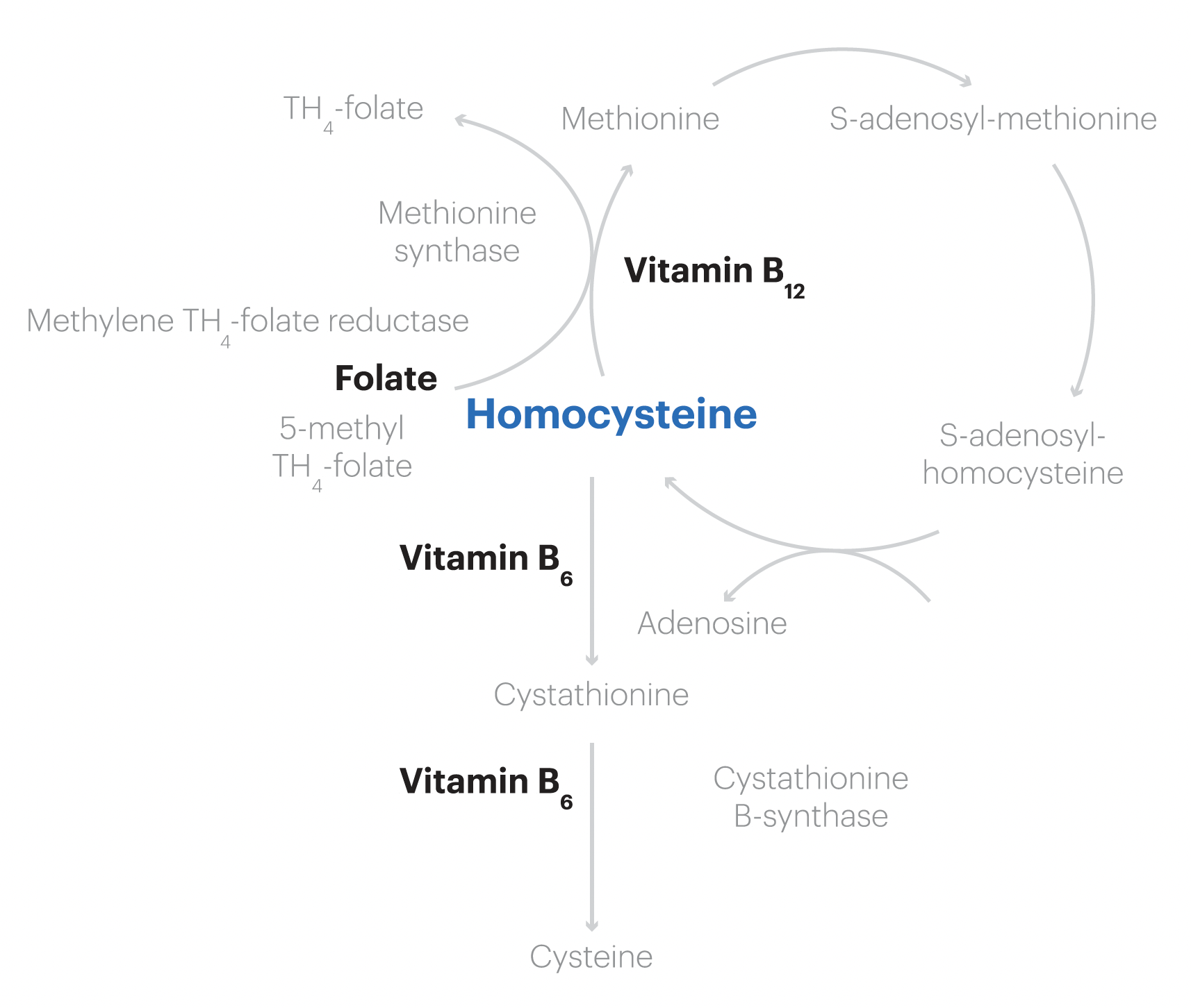 homocysteine metabolic pathway