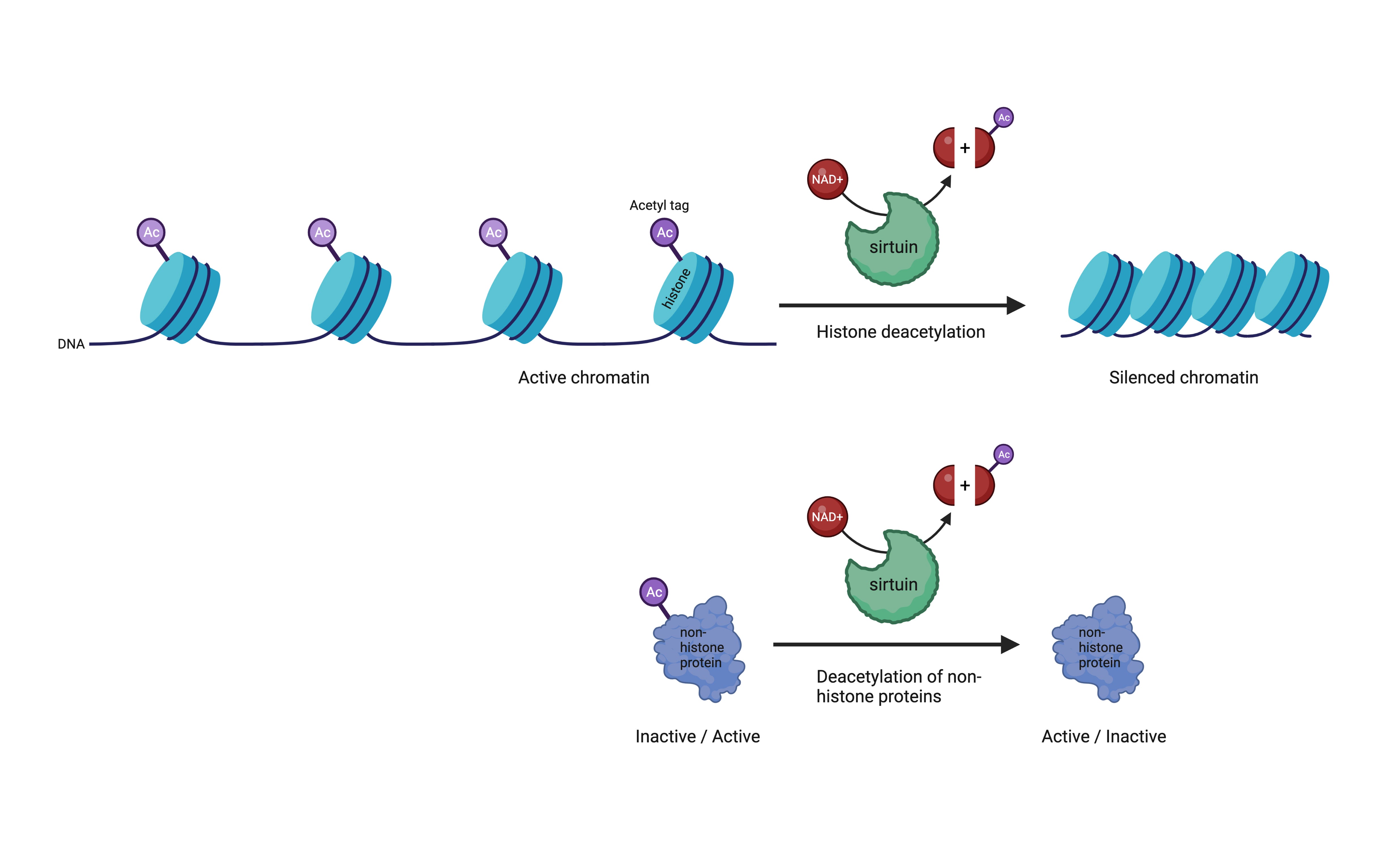 deacetylation activity of sirtuins