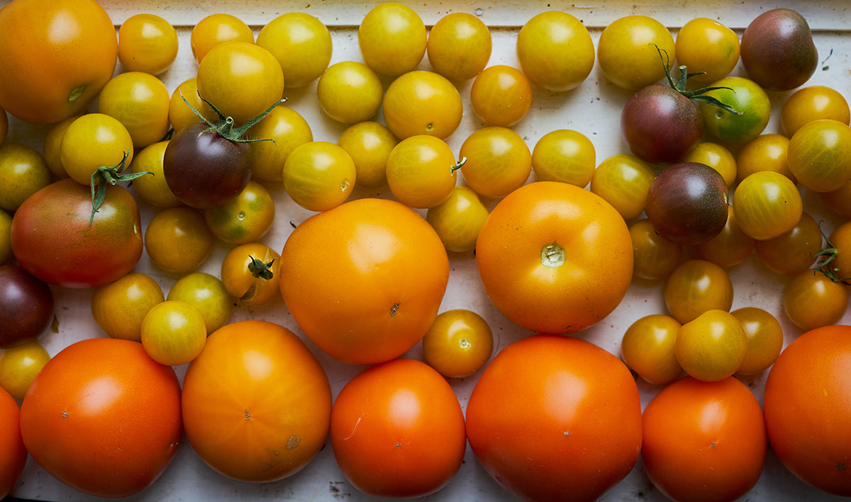tomatoes are a rich source of carotenoids