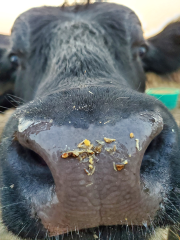 triangle-s-cow-nose