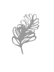 plume feather symbol