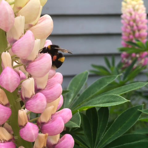 bee-feeding-on-lupins