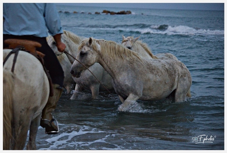 Camargue