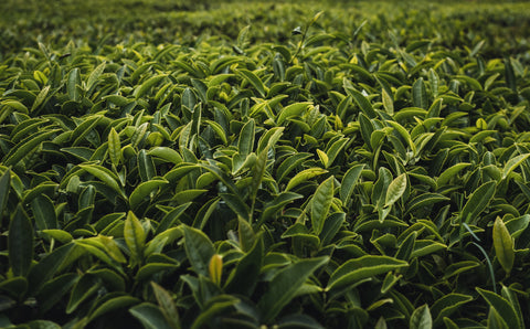 Growing tea leaves