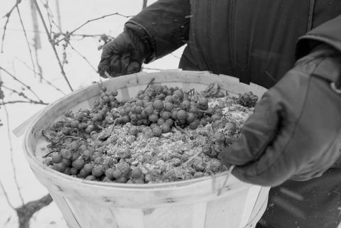 Oogst van de druiven voor icewine