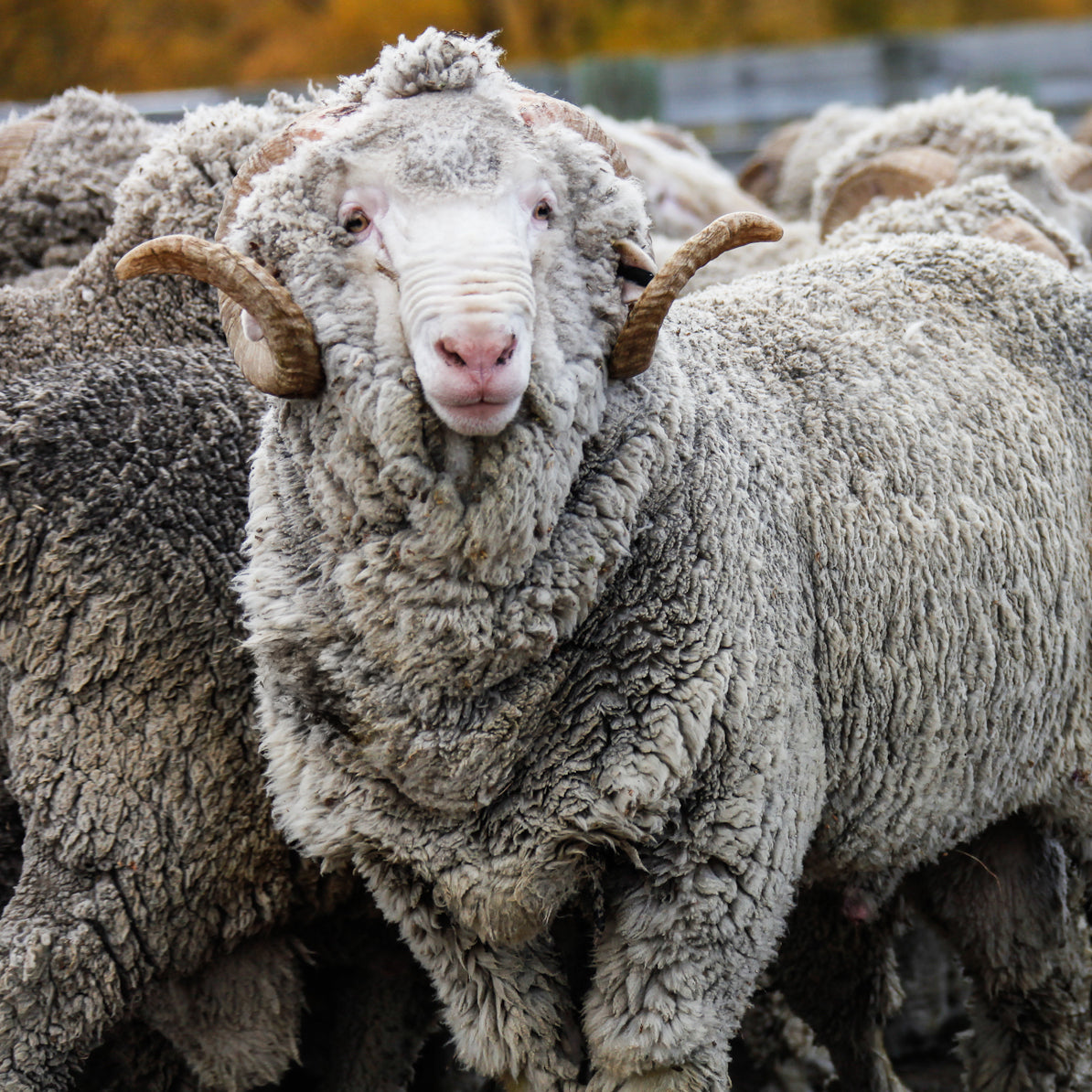 Does Merino Wool Shrink? IBEX