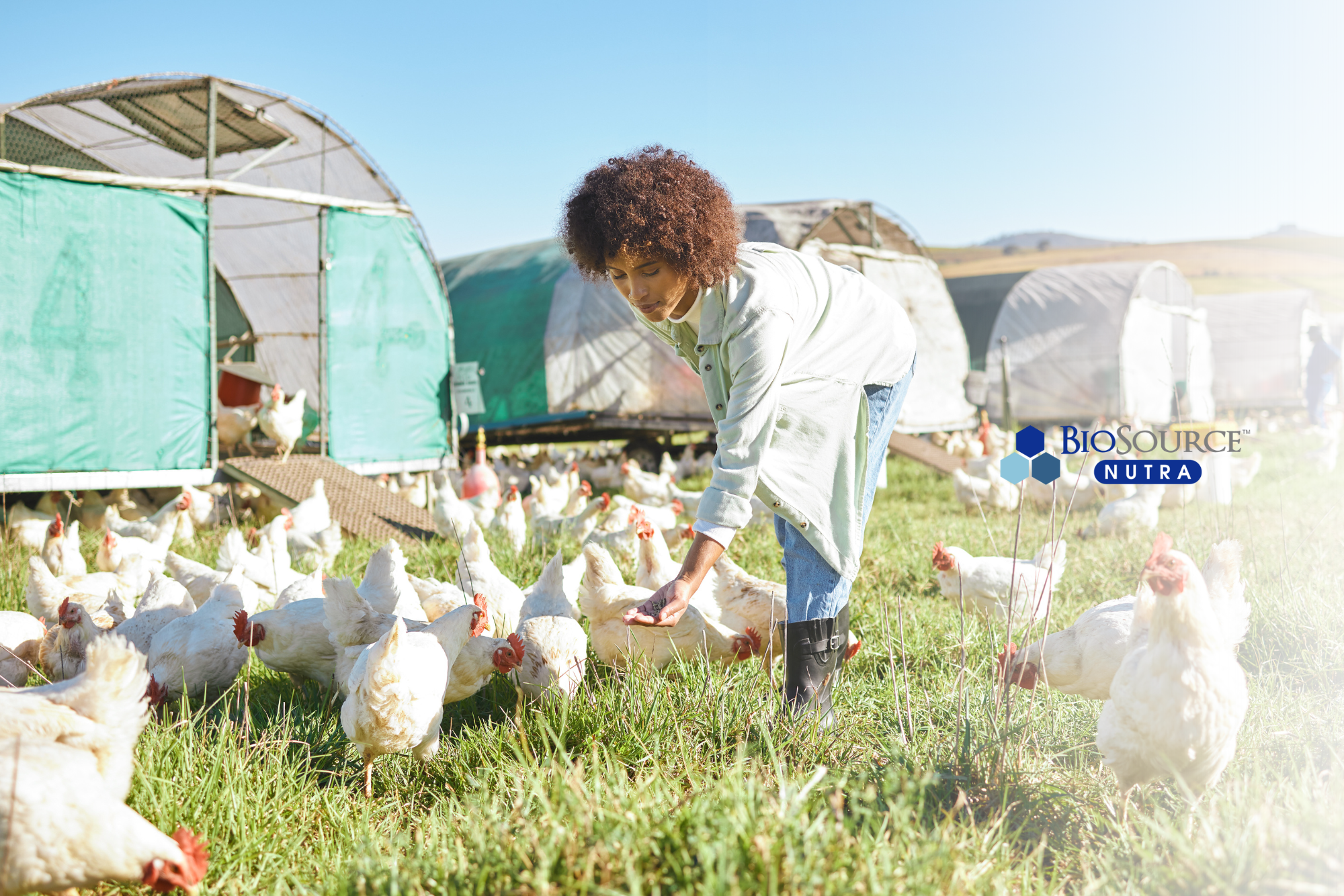 A young woman feeds her free-range chickens