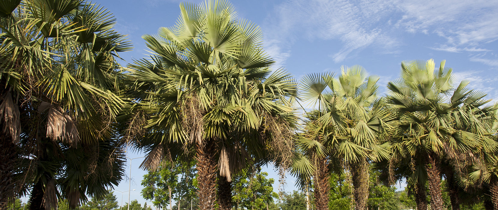 tropical trees