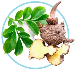 Glucomannan