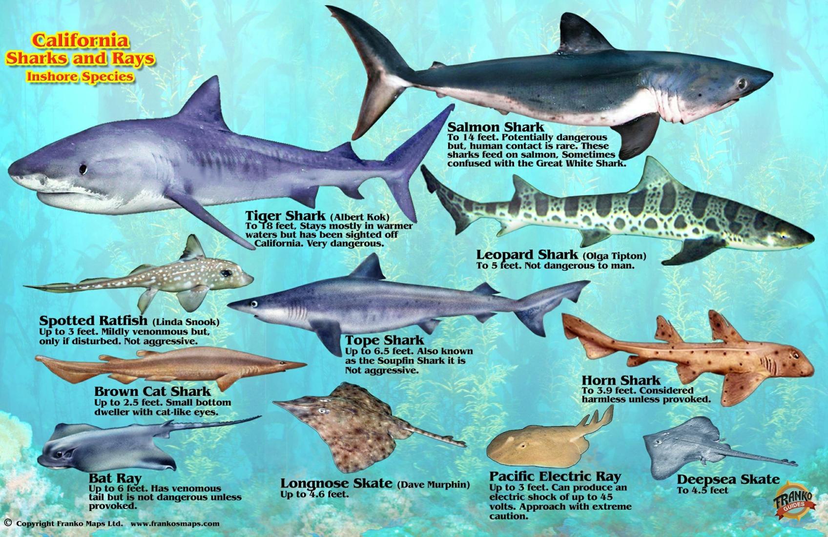 Franko's California Sharks & Rays Map & Identification Card by Frankos