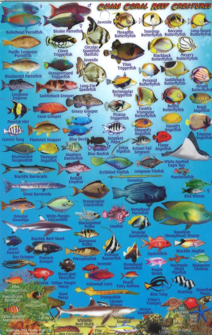 Guam, Reef Creatures of Guam Map & Identification Card by Frankos Maps ...