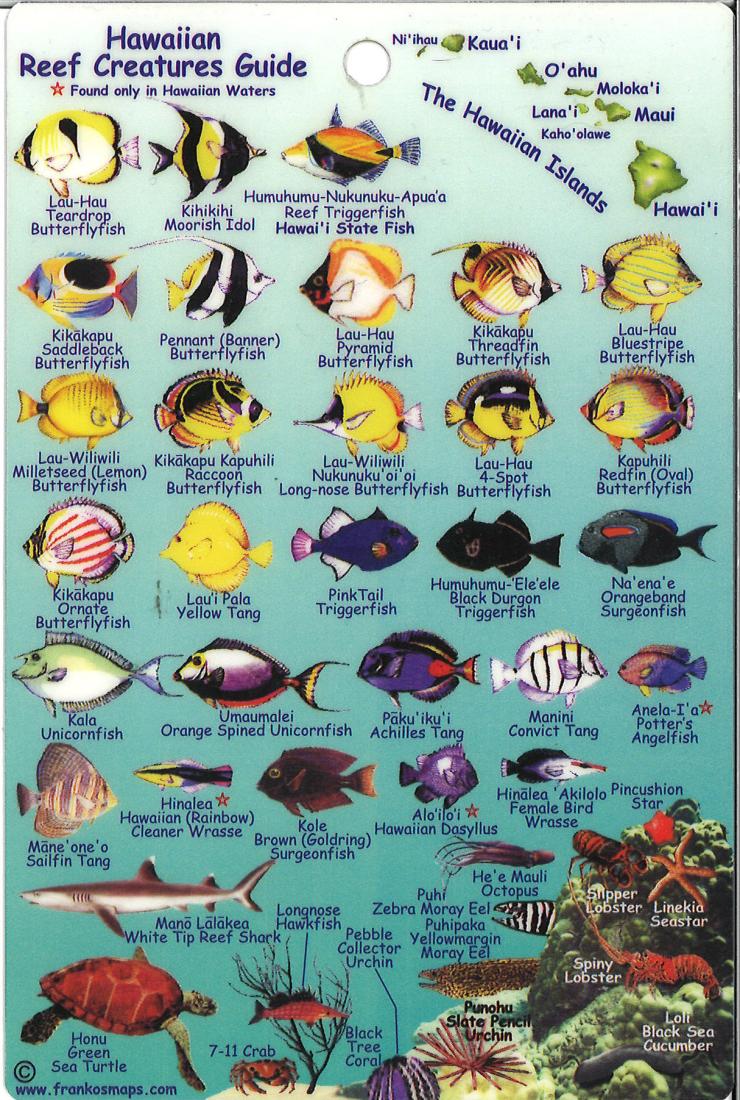 Hawaiian Reef Creatures Map & Identification Card by Frankos Maps Ltd ...