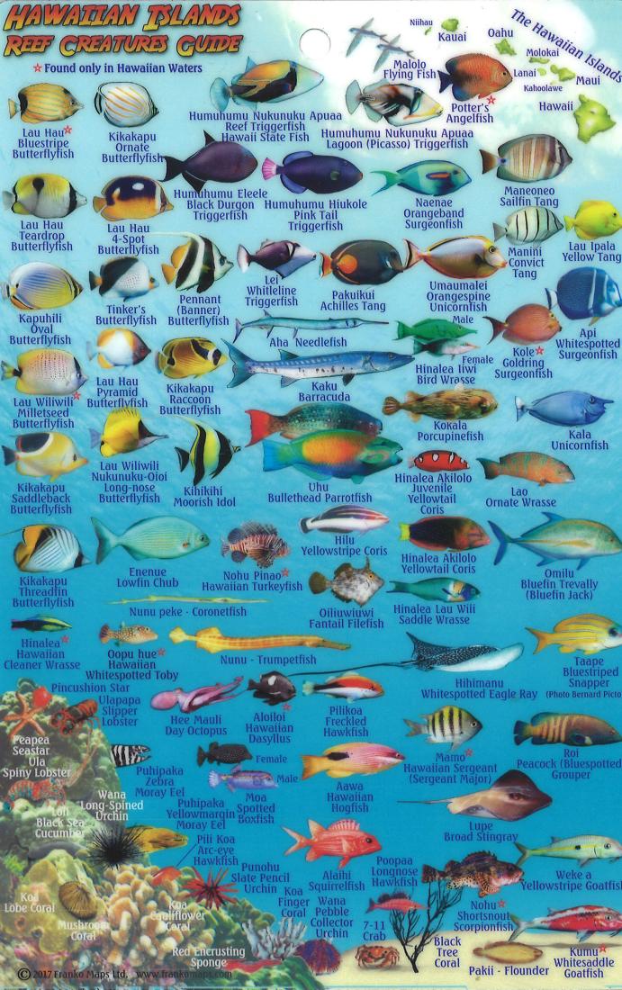 Hawaiian Islands, Reef Creatures Map & Fish Card, by Frankos Maps Ltd ...