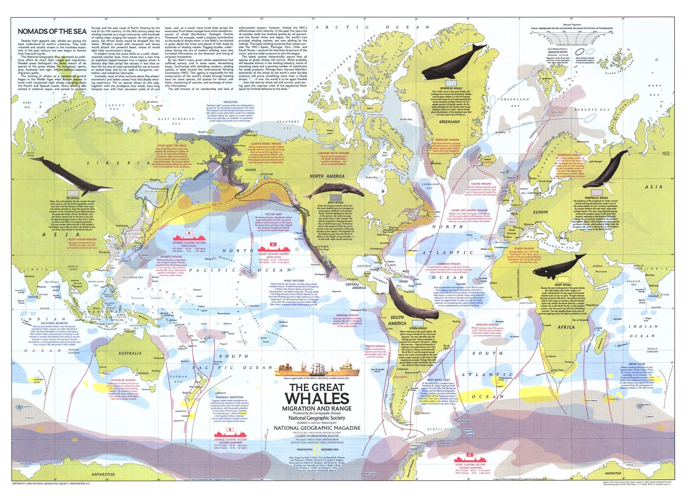 Great Whales, Migration And Range Map