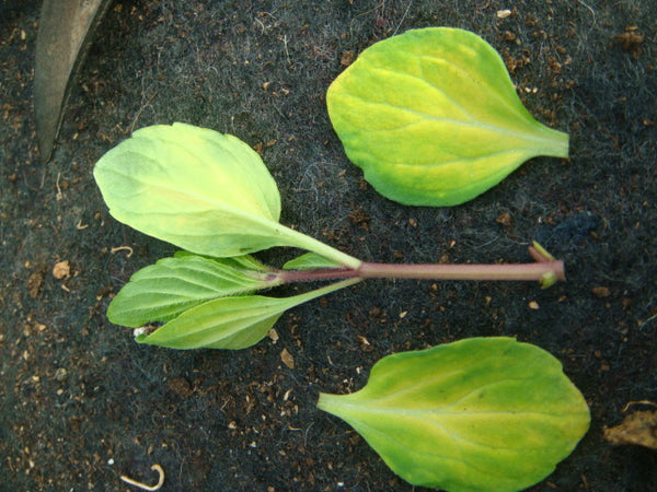 Bottom leaves removed from cutting.