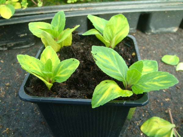 Small pot with compost nestles 4 new cuttings.