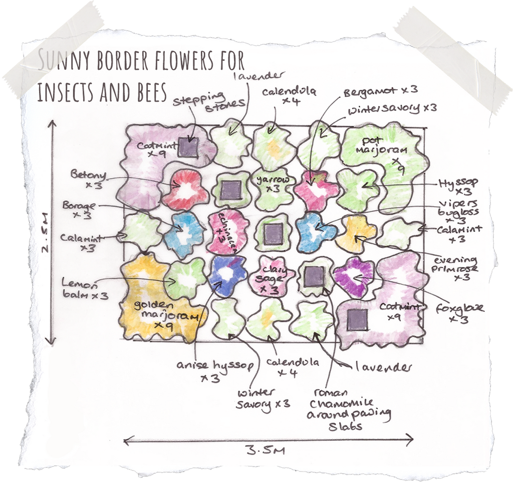 Sunny border flowers for insects and bees