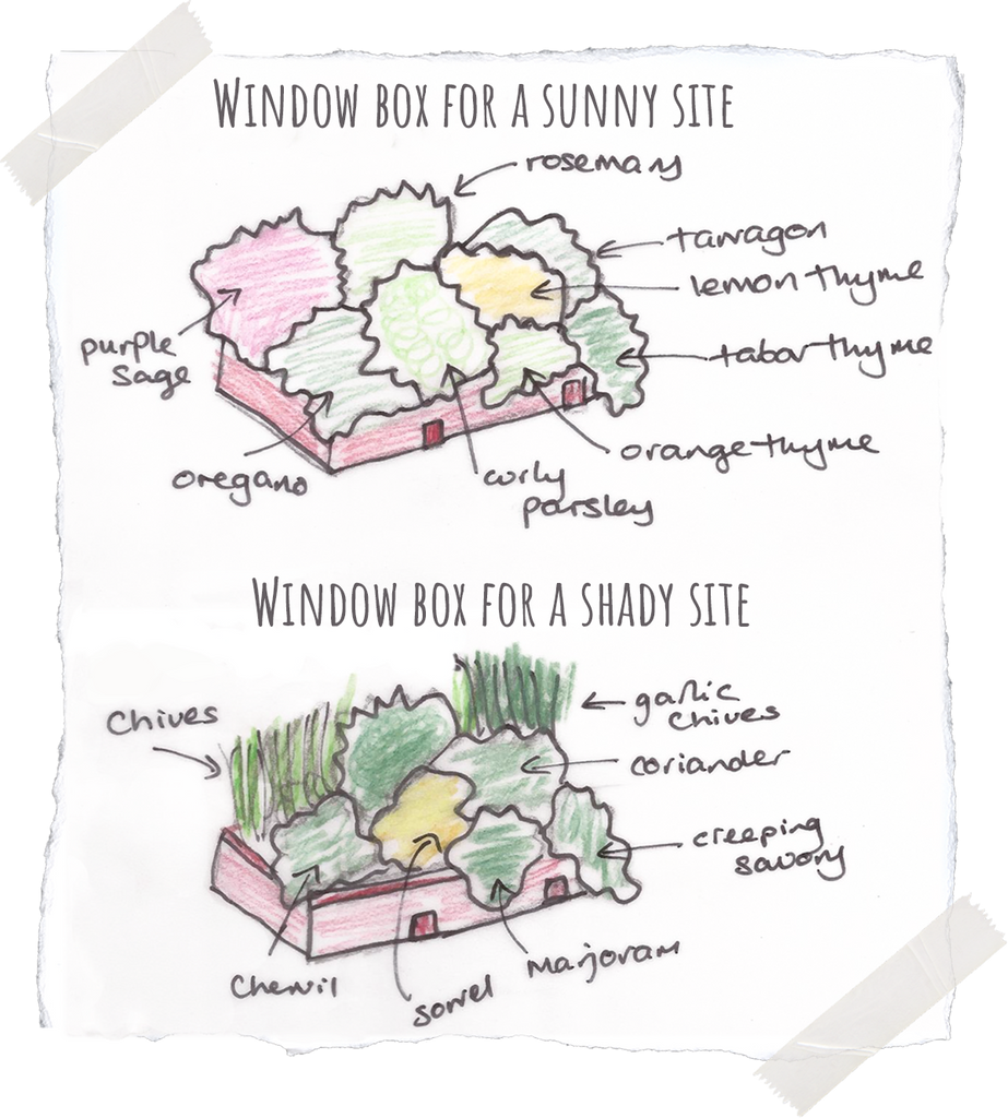 Window box designs for sunny and shady sites