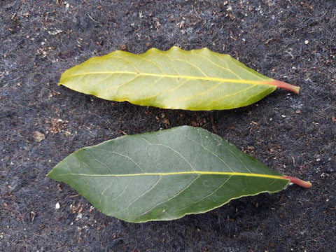 Bay Leaves