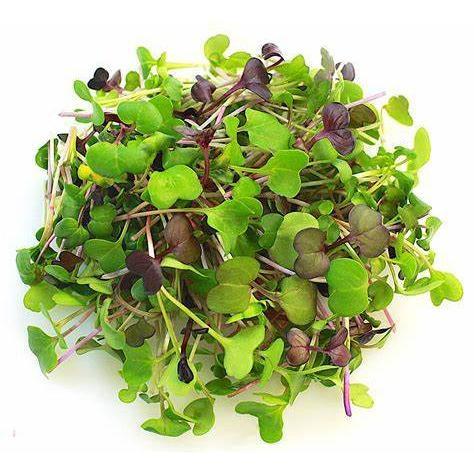 Bulk Micro Herbs Salad Mix 100g