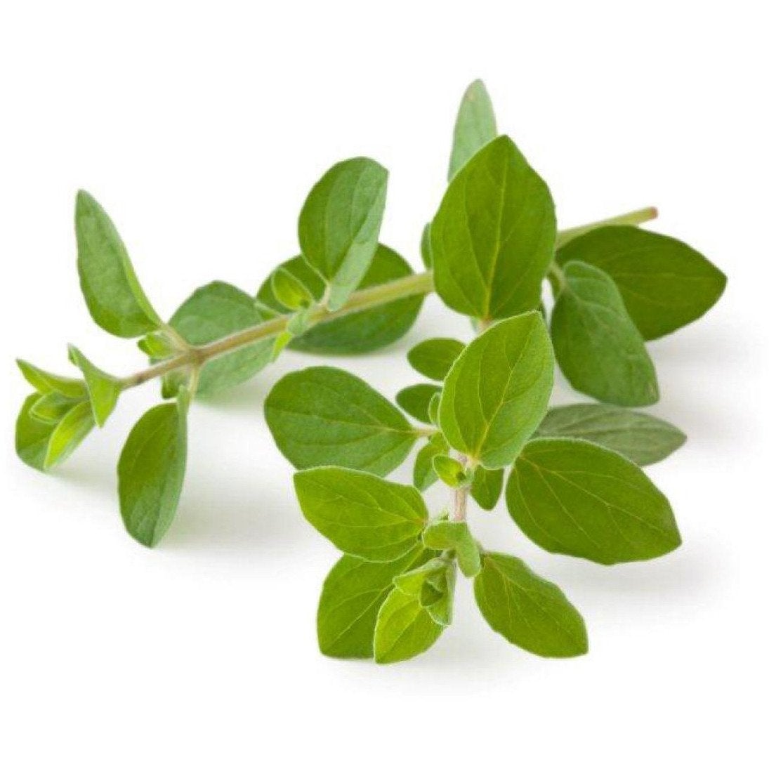 Origanum 30g