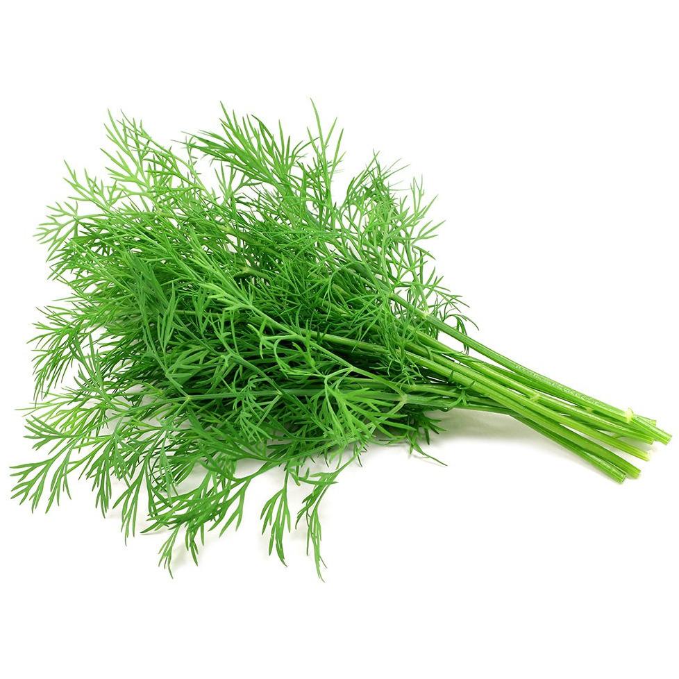 Fennel Leaves