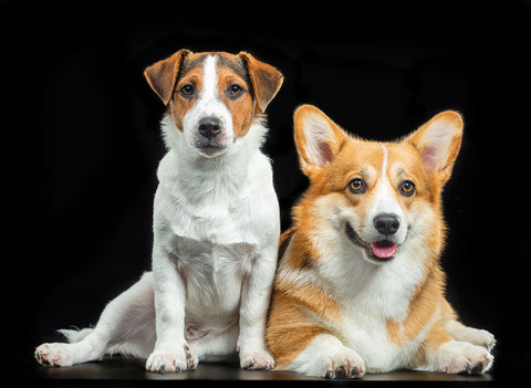Jack Russel Terrier und Corgi