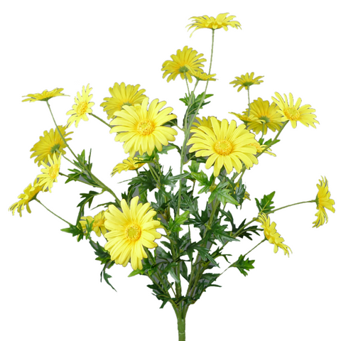 Yellow Daisy Bush at Trendy Tree