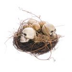 AAF645-birdnest-skull-eggs